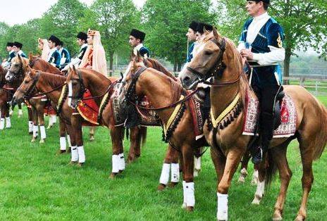 Karabakh Horse 